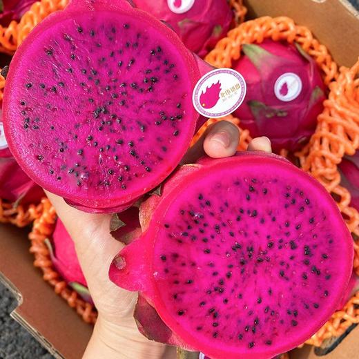 【12头装北纬18度红心火龙果】12头装