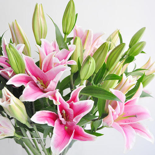 【优选】香水百合-粉色4支多头