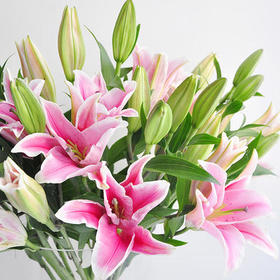 【优选】香水百合-粉色4支多头