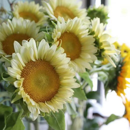 向日葵·奶油白5支 商品图0