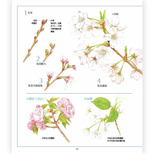 花和果实图鉴（全八册） “正文解说+树木概览+索引”的形式相结合，精美工笔画图鉴，浪花朵朵 商品图3