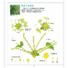 花和果实图鉴（全八册） “正文解说+树木概览+索引”的形式相结合，精美工笔画图鉴，浪花朵朵 商品缩略图1