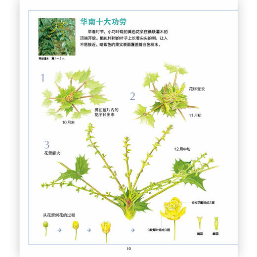 花和果实图鉴（全八册） “正文解说+树木概览+索引”的形式相结合，精美工笔画图鉴，浪花朵朵 商品图1