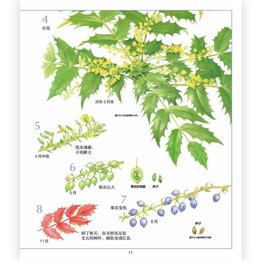 花和果实图鉴（全八册） “正文解说+树木概览+索引”的形式相结合，精美工笔画图鉴，浪花朵朵 商品图2
