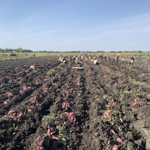 新疆天山小香薯 5斤装 商品图6