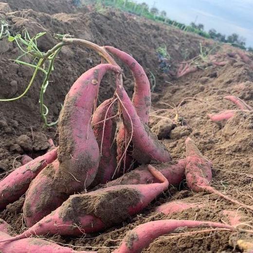 新疆天山小香薯 5斤装 商品图7