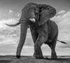 【预订】Wild Encounters  David Yarrow，正在消失的野生动物  大卫·亚罗 摄影集 商品缩略图2