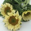 向日葵·奶油白5支 商品缩略图1