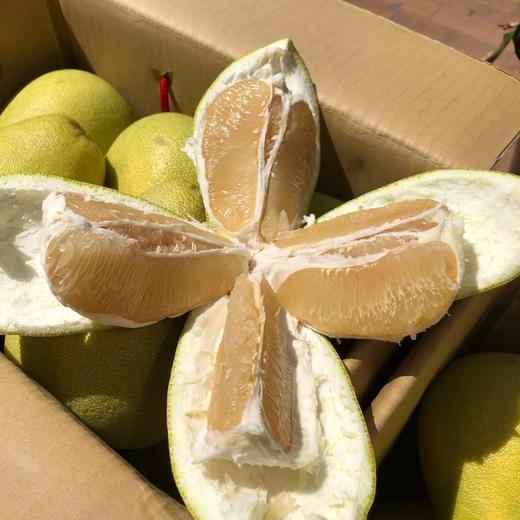 台湾老树麻豆文旦柚