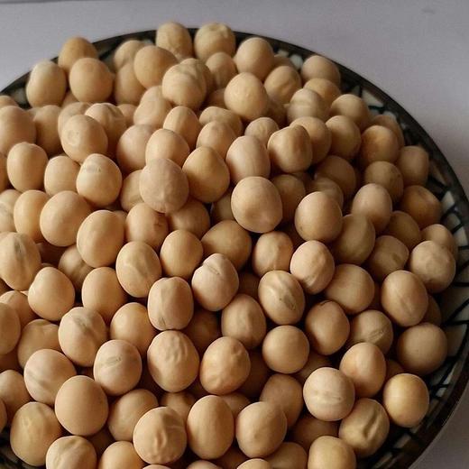 大理洱源 高山豌豆粉 300克/袋*3袋 商品图4