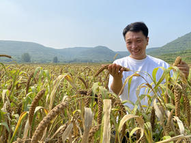 火山灰小米 3斤礼盒装 2022新米  粘糯香醇