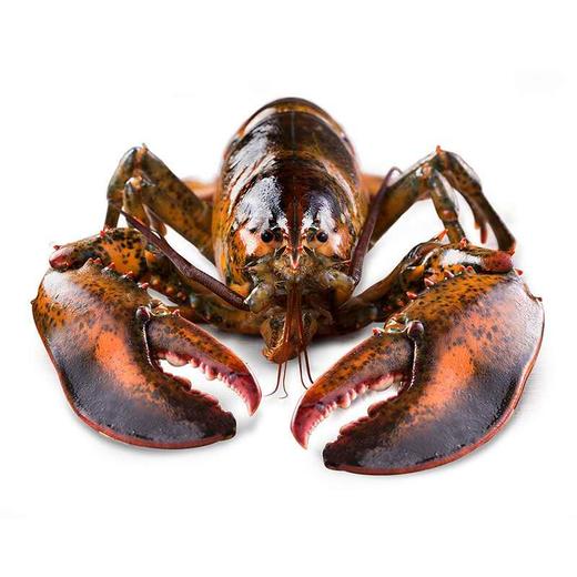 【鲜活】大波士顿龙虾  单只2-4斤上下  下单需要补差价！（送货路上不保活） 商品图1