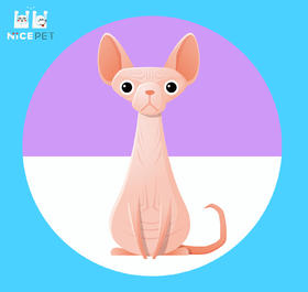 Nice Pet 猫咪剃毛 全身只剃不洗