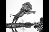 【预订】Wild Encounters  David Yarrow，正在消失的野生动物  大卫·亚罗 摄影集 商品缩略图3