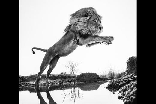 【预订】Wild Encounters  David Yarrow，正在消失的野生动物  大卫·亚罗 摄影集 商品图3