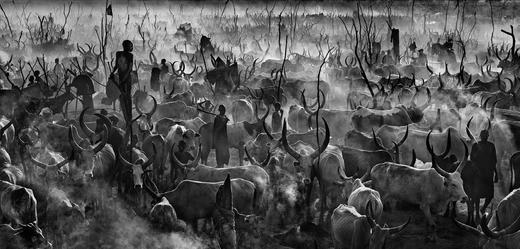 【预订】Wild Encounters  David Yarrow，正在消失的野生动物  大卫·亚罗 摄影集 商品图1