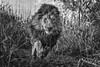 【预订】Wild Encounters  David Yarrow，正在消失的野生动物  大卫·亚罗 摄影集 商品缩略图5