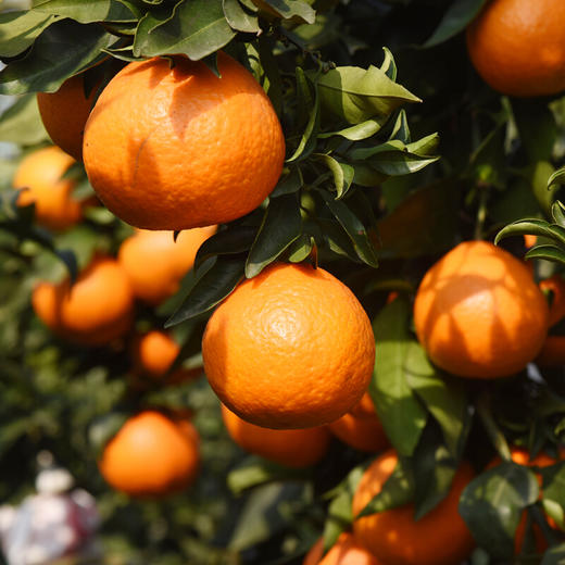 四川爱媛38号果冻橙皮薄多汁酸甜可口细腻多汁5斤装