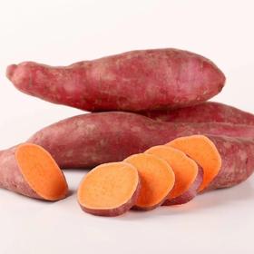 新疆天山小香薯 5斤装