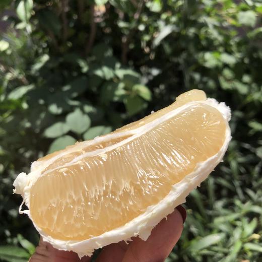 台湾老树麻豆文旦柚