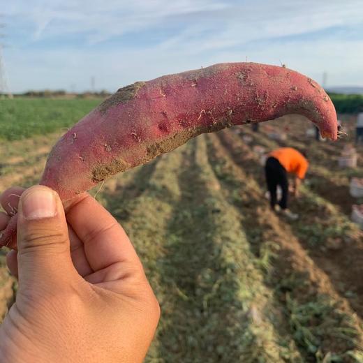 新疆天山小香薯 5斤装 商品图8