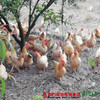 【珠三角包邮】广西竹林茴香鸡 （开膛后）约2.2-2.5斤/只 （11月7日到货） 商品缩略图2