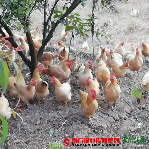【珠三角包邮】广西竹林茴香鸡 （开膛后）约2.2-2.5斤/只 （11月7日到货） 商品图2