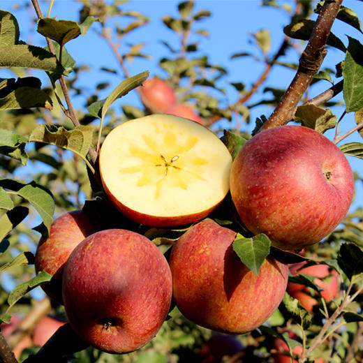 产地直邮-云南丑苹果 5斤/9斤 脆甜多汁 商品图0