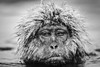 【预订】Wild Encounters  David Yarrow，正在消失的野生动物  大卫·亚罗 摄影集 商品缩略图4