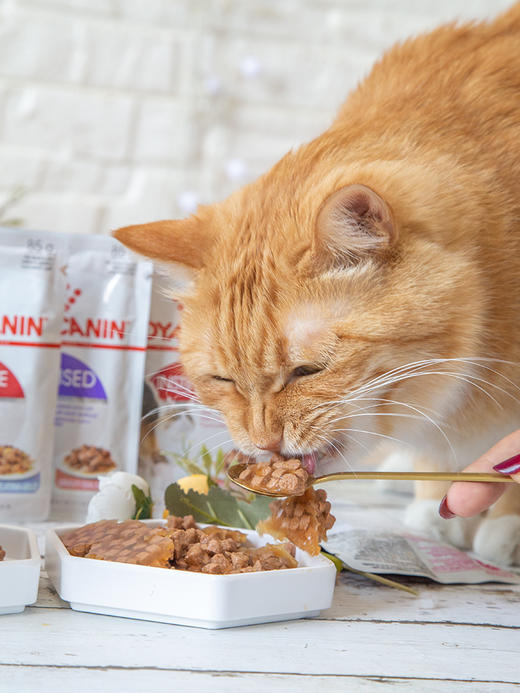 皇家 猫湿粮包 商品图1