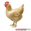 【珠三角包邮】三黄鸡 1.9-2.2斤/只（次日到货） 商品缩略图0