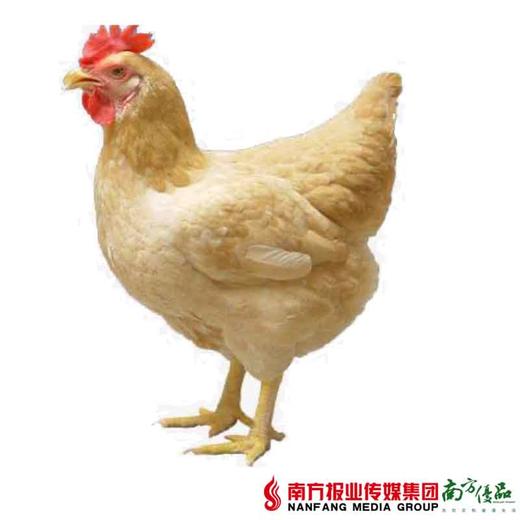 【珠三角包邮】三黄鸡 1.9-2.2斤/只（次日到货） 商品图0