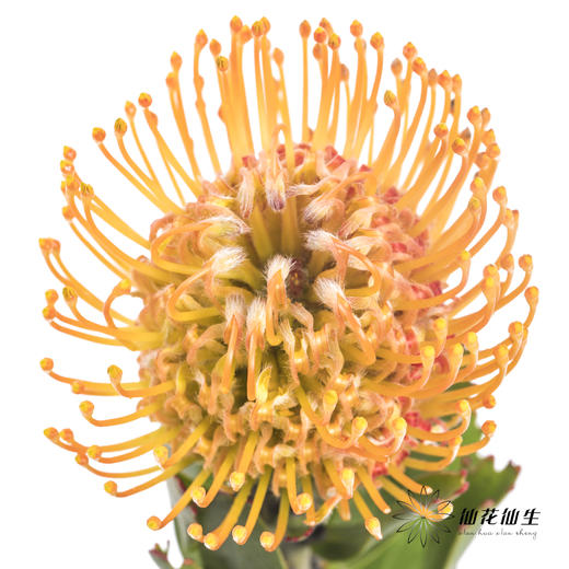 国产花材 | 针垫橙色 商品图1