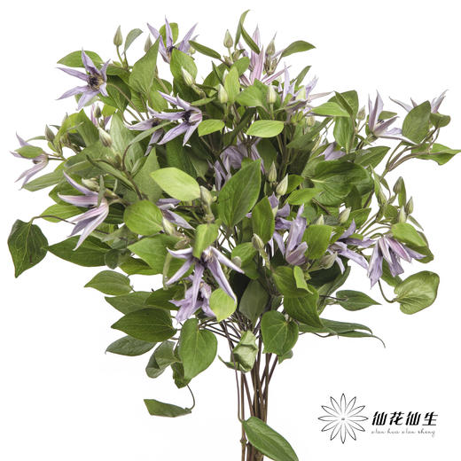 坦桑尼亚 | 铁线莲迈阿密 商品图8