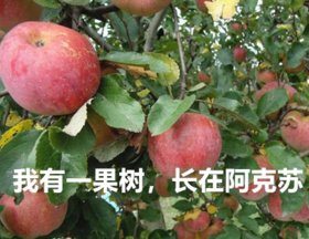 2020新疆之旅-苹果熟了“诗画浙疆”纯玩8日游