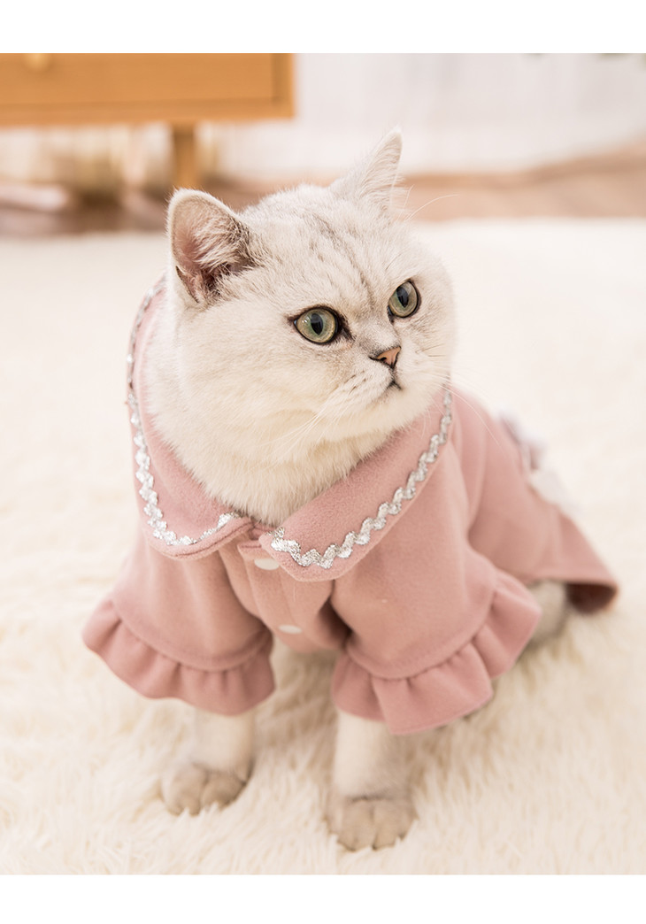 抖音小虎猫红网是真的吗_搜索抖音小虎哥哥_抖音网红猫小虎