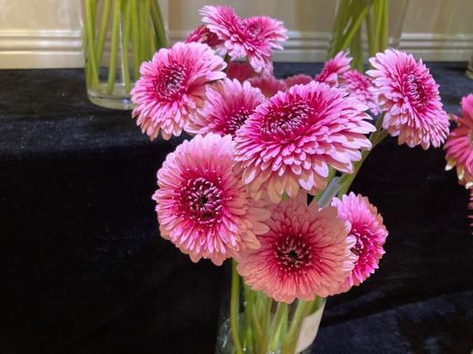 爱必达非洲菊重瓣维也纳