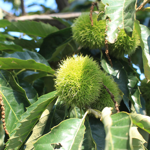 栗栗香迁西生鲜板栗粉糯甜嫩颗颗饱满营养丰富生吃熟食都美味