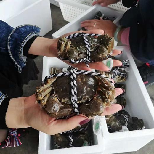 沙家浜大闸蟹 商品图4