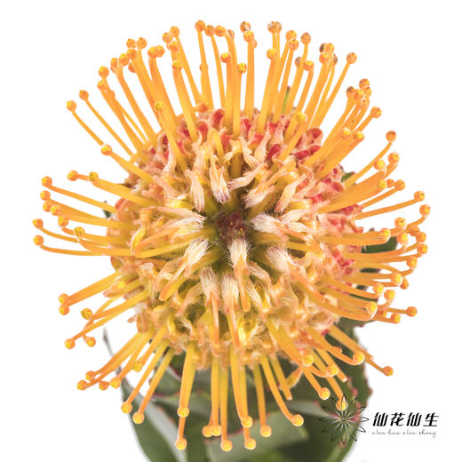 国产花材 | 针垫橙色 商品图0