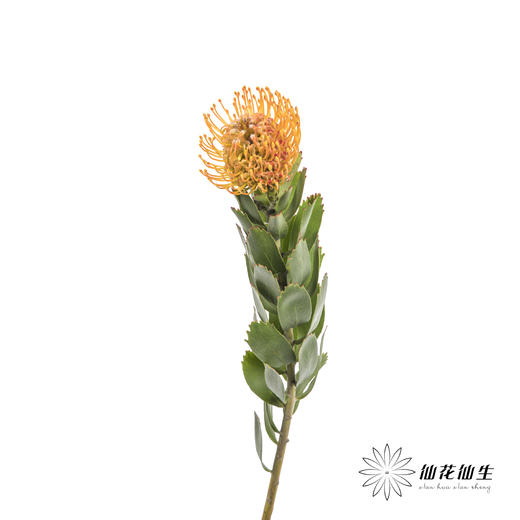 国产花材 | 针垫橙色 商品图5