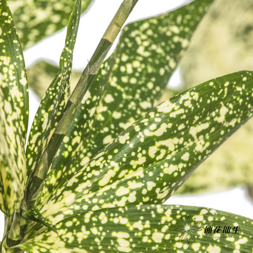 叶材 | 星点木 商品图2