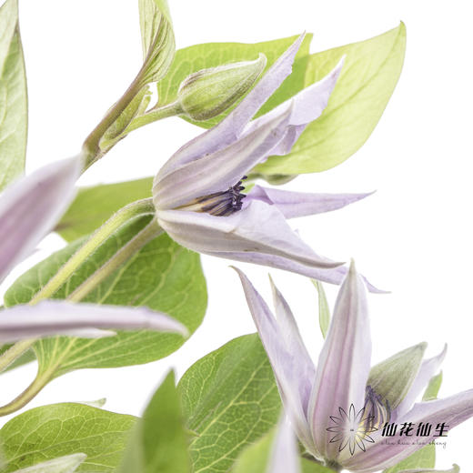 坦桑尼亚 | 铁线莲迈阿密 商品图4