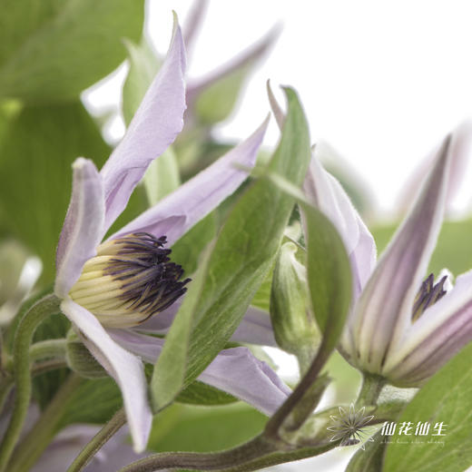 坦桑尼亚 | 铁线莲迈阿密 商品图5