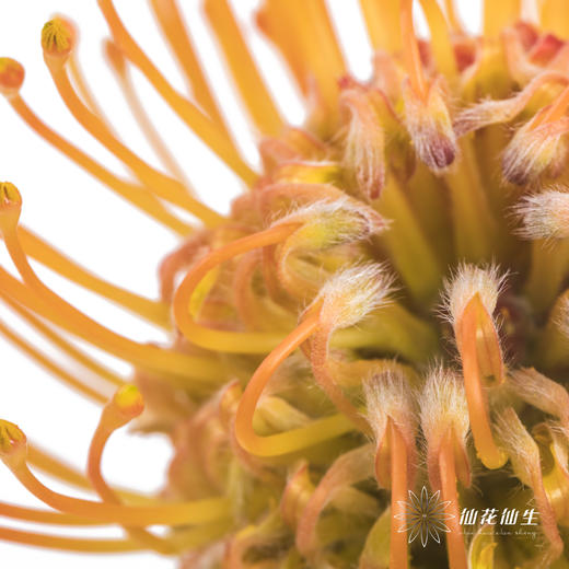 国产花材 | 针垫橙色 商品图3