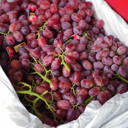 【甜脆爆汁】澳洲无籽红提(小颗),新鲜无籽,水分超足好吃,果粒砰砰脆