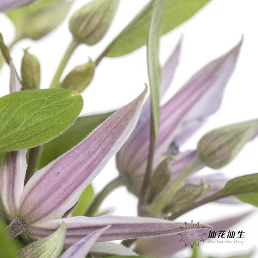 坦桑尼亚 | 铁线莲迈阿密 商品图1