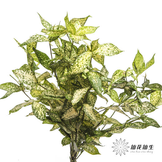 叶材 | 星点木 商品图0