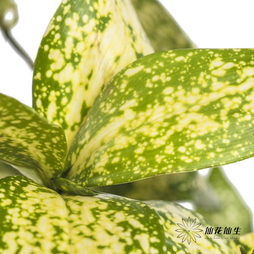 叶材 | 星点木 商品图1