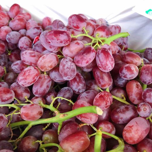 【甜脆爆汁】澳洲无籽红提(小颗),新鲜无籽,水分超足好吃,果粒砰砰脆